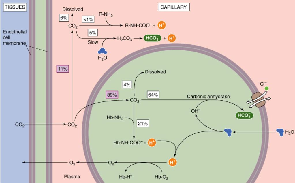 Høy CO2 Lav temperatur Lav ph Lav PO2 Alle alternativer er riktig 32 OPPGAVE Oppgave 32 Karbondioksid blir i hovedsak fraktet med blodet i formen (The carbon dioxide is transported from the blood