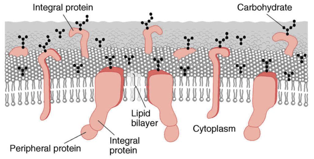 2 OPPGAVE Oppgave 2 Hvilket anion (ion med negativ ladning/ladninger) har normalt sett høyest konsentrasjon i cytosol hos patterer?