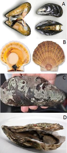 Introduksjon Figur 1.3: Bilde av de fire artene som analyseres i oppgaven. A) blåskjell, B) kamskjell, C) O-skjell og D) østers.