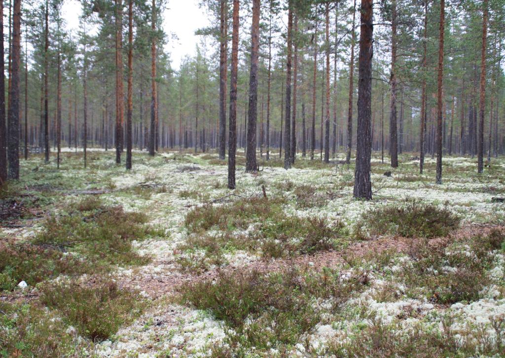 b e s k r i v e l s e s t e d Østerdalens karakter ligger i den ranke, vertikale furuskogen og den myke, vakre skogbunnen; et lysende teppe av reinlav, lyng og mose.