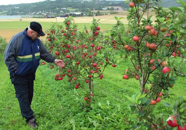 Levanger offers a lot of local food and several farmers proudly presents ecologically