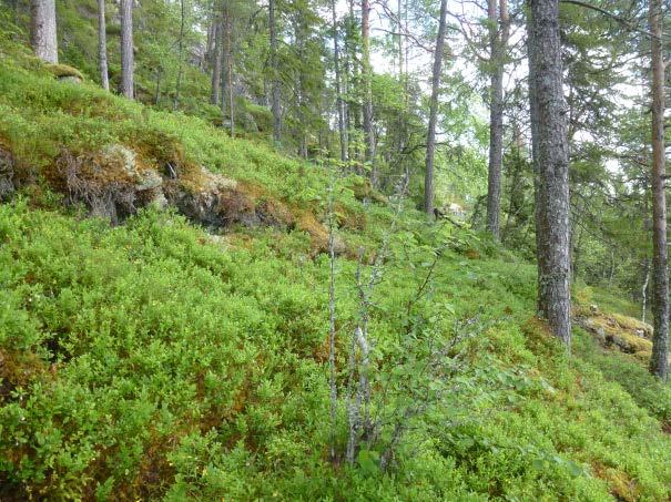 fig. 5 Ovenfor fjellfoten er det glissen bestand av furu som vokser i et overveiende tynt humusdekke. Det er ikke skader fra ras/steinsprang på furuskogen.