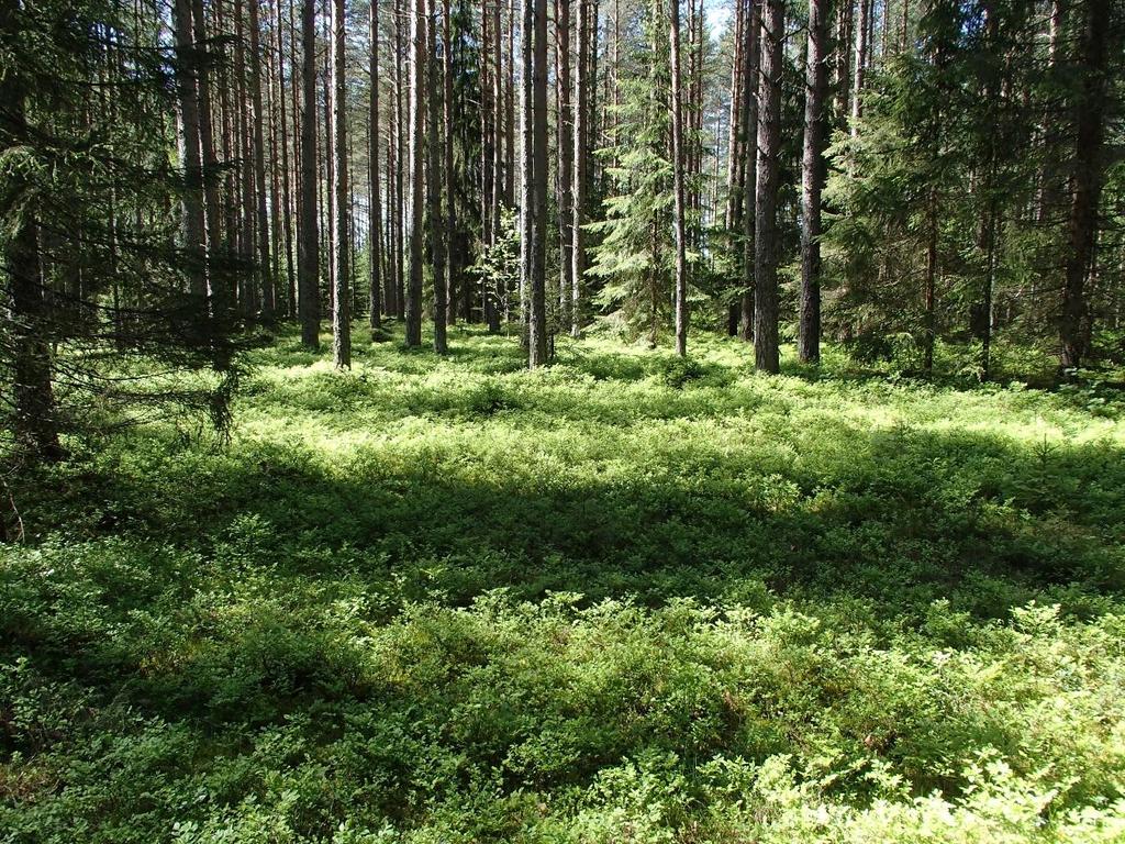 Naturgrunnlag Hele undersøkelsesområdet ligger på store sandavsetninger fra siste istid, på lik linje med store deler av Ullensaker kommune for øvrig og tilstøtende deler av nabokommuner.