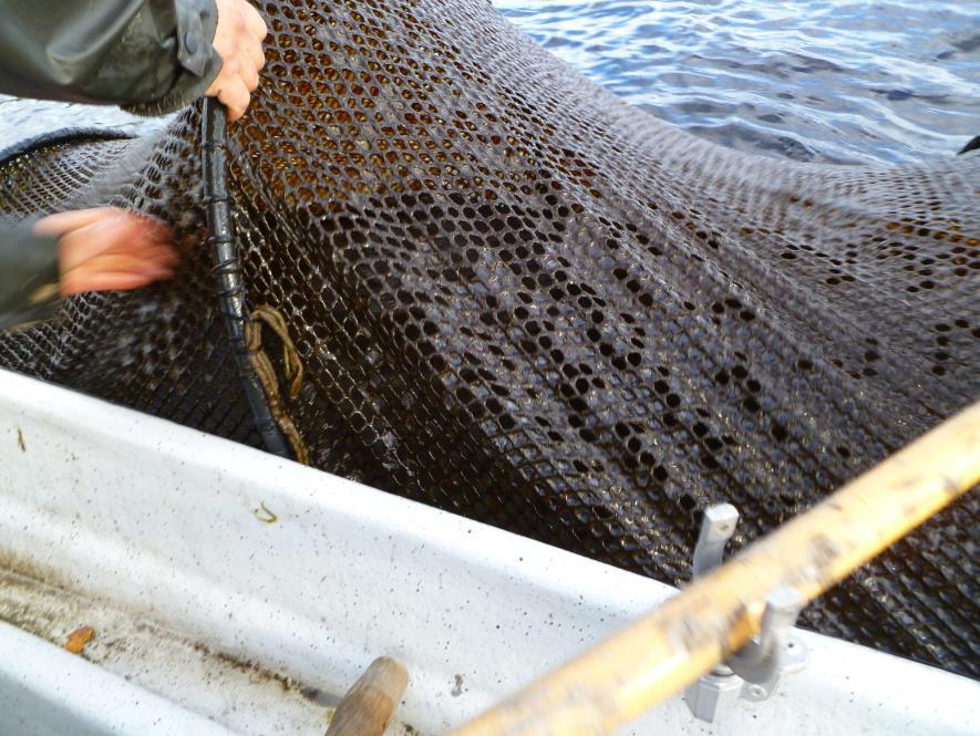 Andre spørsmål/momenter / vurderinger fra 2013-sesongen Årets tynningsfiske med garn i vassdraget ga fangst på 1 vinterstøing (505 mm) i Storvatnet 6. juni. Fisken var levende og ble sluppet ut igjen.