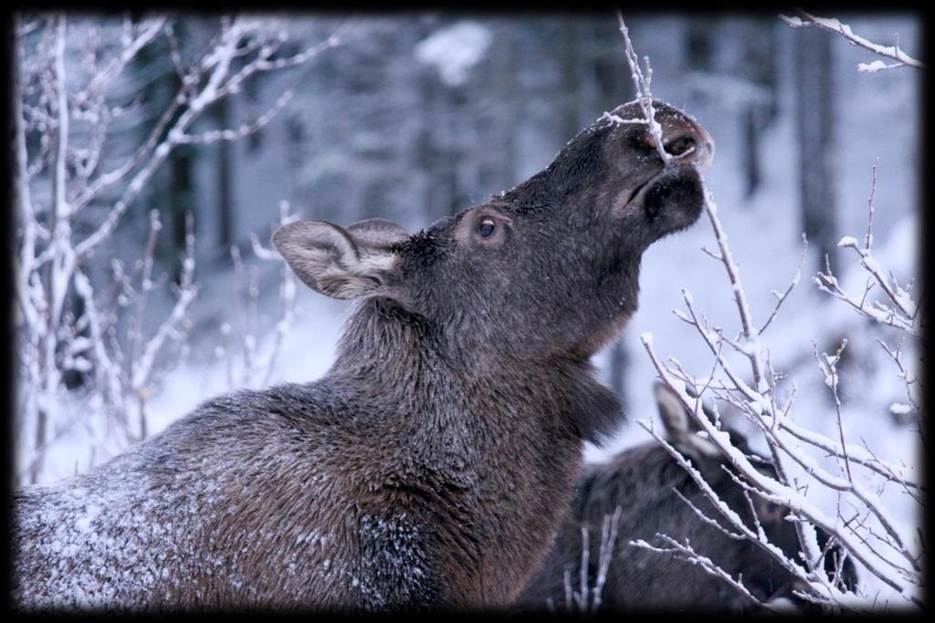 Vurdering og innstilling til vedtak Søknader om utvidet jakttid på elg i Nordland fylke 2016 Oppsummering: Det har kommet inn søknader fra 11 kommuner i Nordland. Alle er realitetsbehandlet.
