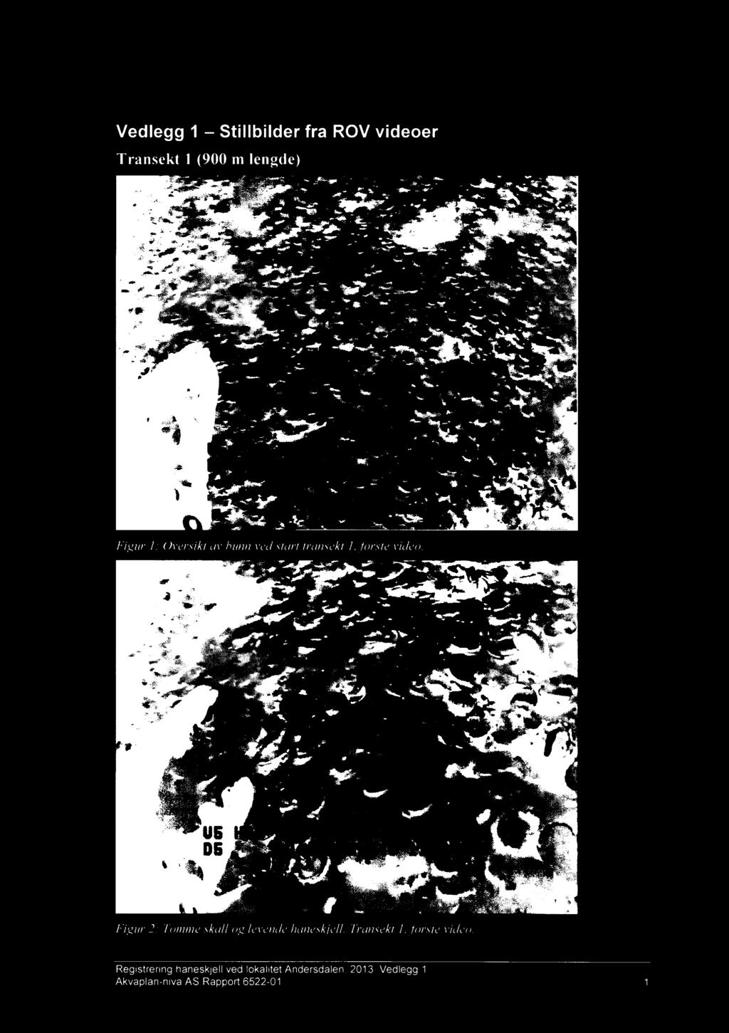 Vedlegg 1 Stillbilder fra ROV videoer Transekt 1 (900 m lengde) Figur I: Uversikt av bunn ved start Iransela 1,