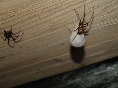 Stor kjelleredderkopp Både de voksne edderkoppene og de hvite kulene (som er