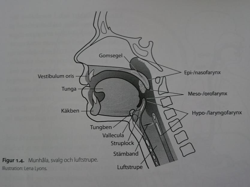 1.5 Begrepsavklaring Bolus: matklump eller slurk Farynx: svelget, som igjen kan deles inn i naso-, oro- og laryngofarynx (se bildet nedenfor) Larynx: strupehodet Sfinkter: ringformet muskel som