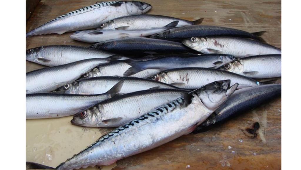 Dette er en blandingsfangst av makrell, sild og postsmolt laks fra Norskehavet. De tre artene deler i stor grad de samme ressursene og er konkurrenter i laksens postsmoltfase.