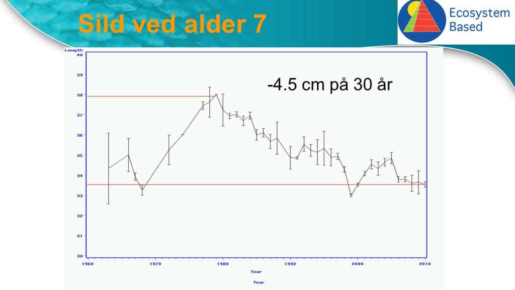 Her ser vi hvordan sildens lengde ble redusert med ca 4.5 cm på 30 år. Tidlig på 1970-tallet var Norskehavet omtrent tomt både for sild og makrell.