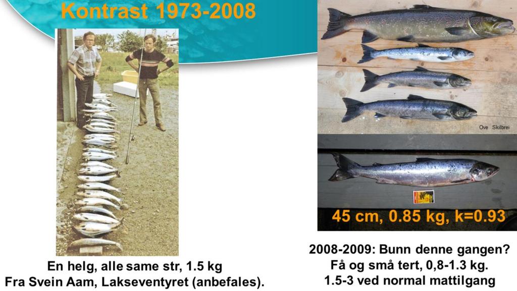 Disse to bildene illustrerer kontrasten mellom 1973 og 2008 på en meget god måte. I 1973 var all enjøvinterfisken fine og feite med omtrent samme lengde.