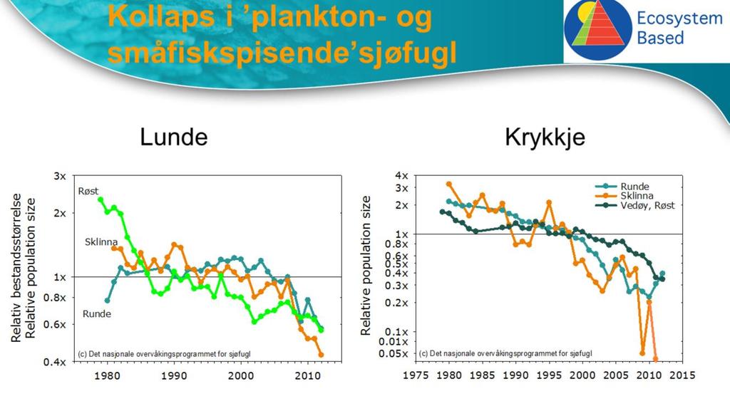 Sjøfugl: De plankton og småfiskavhengige kollapser på størstedelen av Norskekysten på grunn av matkonkurranse fra den pelagiske fisken, spesielt