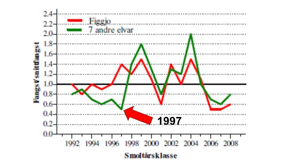 Og her ser vi gjennomsnittlig fiske i de 7 vestlandselvene sammenlignet med Figgjo. Vi ser hvordan 1997 fremstår som en outlier, med omtrent halve fisket i forhold til Figgjo.