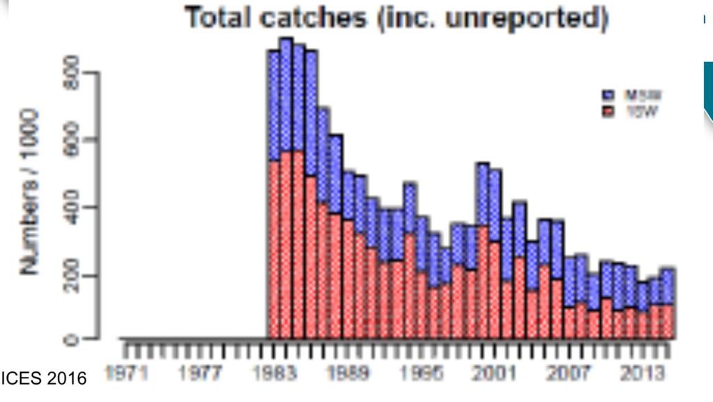 Denne figuren viser nedgang i norske fangster fordelt på ensjø- og flersjøvinterlaks.