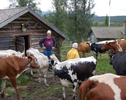 Noen resultater fra Sverige Parallelt prosjekt sammen med Sveriges Lantbruksuniversitet Besetning med Svensk Fjellku og Holstein i Hede, Härjedalen 810 meter over havet Blåbærgranskog og