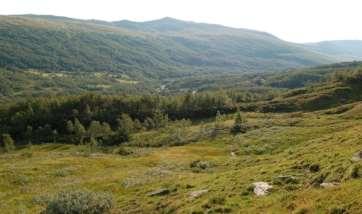 Studieområde Budalen 600-900 meter over havet Kalkrike bergarter, svært artsrikt Utvalgt