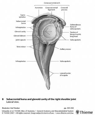 Rotatorcuffen fra siden: Supra /subscap /CAL/AC: Supraspinatus: Skulderprotokollen: 1.