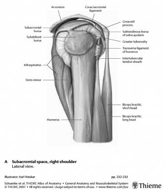 AC leddet transversalt 4. Supraspinatus 5. Infraspinatus og dorsale labrum 6.