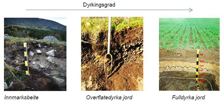 Jordbruksareal, kartverk og definisjoner av dyrkbar mark 11 grasarter 16 menes arter som blir fremmet av kultivering som beiting fører med seg (avbiting, tråkk og gjødsling), Eksempler på slike arter