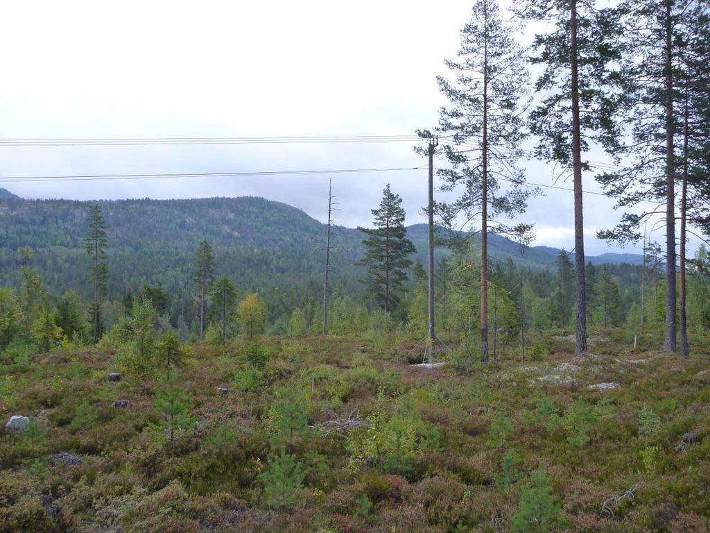 Figur 11. Midtre del av planområdet. Foto mot sørøst.