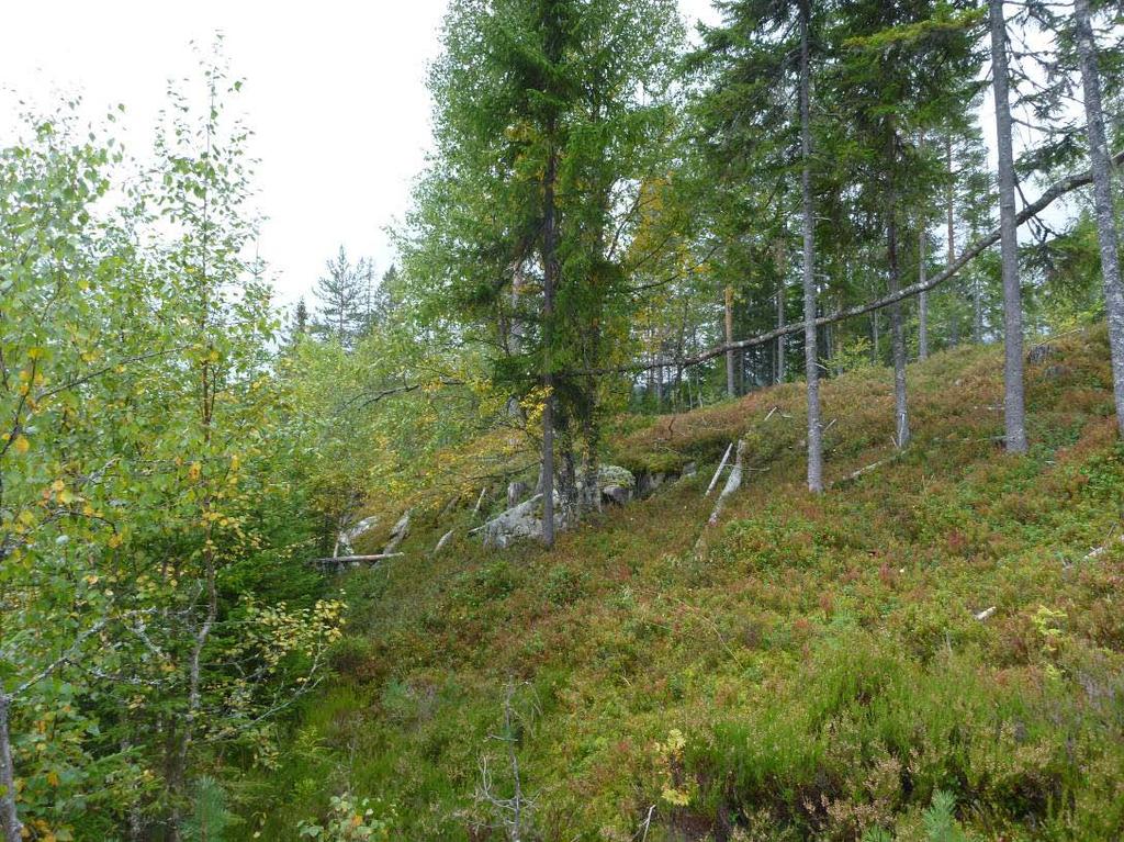 undersøkelsesområdet. Området er bevokst med furu, gran, bjørk og lyng. Videre går det en vei gjennom planområdet i den nordligste delen.