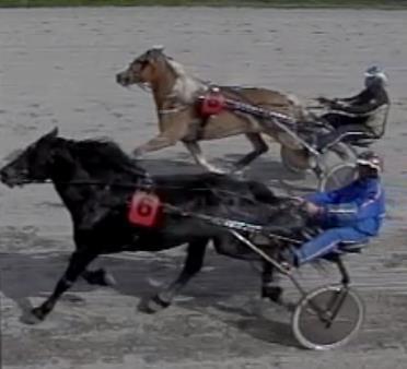 Løp 3 Gullsmed Fogs løp Kaldblods. 3-årige og eldre upremierte. 1 Nr 6 Særpeprinsen 4 Bjørg Merry Johansen Gunnar Austevoll 1900 1.35,2 3:00,8 2 Nr 8 Wikvinni 3 Stian Eilefsen Stian Eilefsen 1900 1.