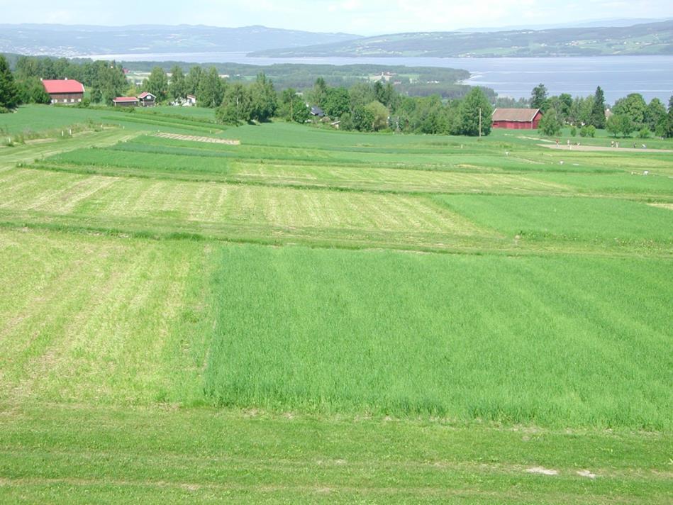 Apelsvoll dyrkingssystemforsøk 12 modellgårder på