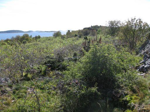 vegetasjonen på øya kjem i den lågare delen av skalaen.
