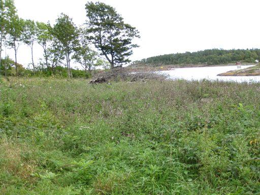 Skjøtseltiltak Skjærgårdstenesten har rydda mykje kratt og buskar og skog kring enga.