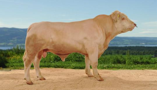 Ny eliteokse Charolais Totalindeks 119 70118 Henrik av Huser Hornanlegg Kollet Født 28.01.2012 Dosepris 260 Hos Ingar A. og Anita Andersen.