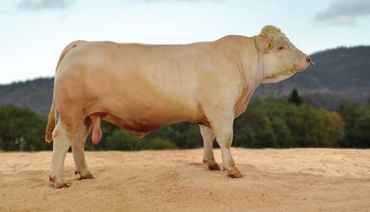 Eliteokse Charolais Totalindeks 107 70106 Gideon av Stang Hornanlegg Kollet Født 01.03.