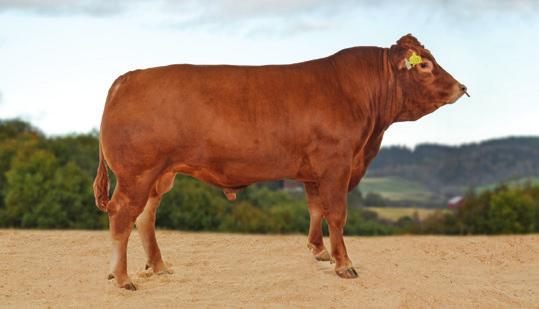 Ungokse Limousin Testvinner på Staur med høyeste ryggmuskeldybde målt i Norge med 9,80 cm.