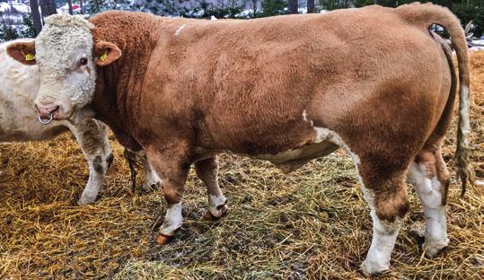 Ny eliteokse Simmental Totalindeks 100 73084 Hiawata av Hovde Hornanlegg Hornet Født 09.03.