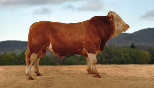 Eliteokse Simmental Totalindeks 108 73069 Frost P av Teleneset Hornanlegg Nyvler Født 24.02.