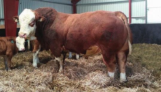 Ungokse Simmental Testvinner på Staur med høy tilvekst og et herlig eksteriør som ga 9 i helhet. Meget sterkt testresultat på grovfôropptak, men også bra på fôrutnyttelse og ryggmuskeldybde.