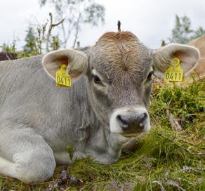 Raser uten nasjonalt avlsarbeid Det drives nasjonalt