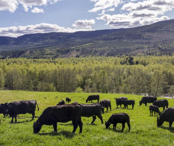 Aberdeen Angus Rangering www.norskangus.