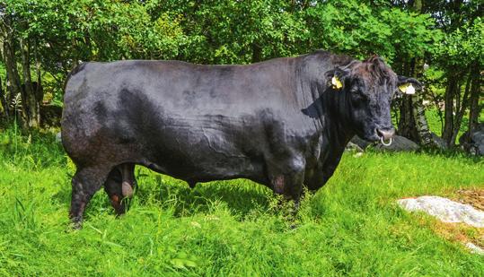 Ny eliteokse Aberdeen Angus Totalindeks 122 74039 Li s Great Tigre Hornanlegg Kollet Født 03.01.