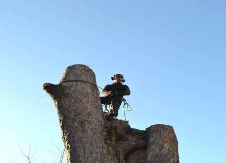 4.1.1.6 Felling i seksjoner (FS 8) Seksjonsfelling utføres ved klatring i de tilfellene det ikke er mulig å legge treet ned med hel stamme eller krone.