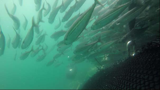 ii) Ordnet flukt av større grupper hvor store stimer av makrell (>> 100 fish) kunne sees å svømme frivillig ut at utslippsåpningen i en koordinert stimstruktur (Figur 27 og Figur 29); iii)