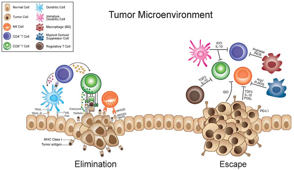 Figur 1: Tumorvevet danner et eget mikromiljø, som påvirker immuncellene og avgjør om