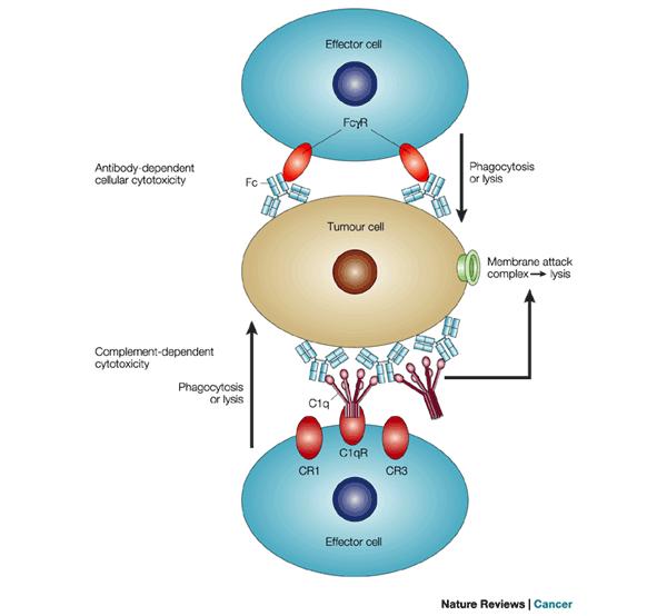 Antistoffbasert immunterapi Antistoff er benyttes på to forskjellige måter i kreftbehandling.