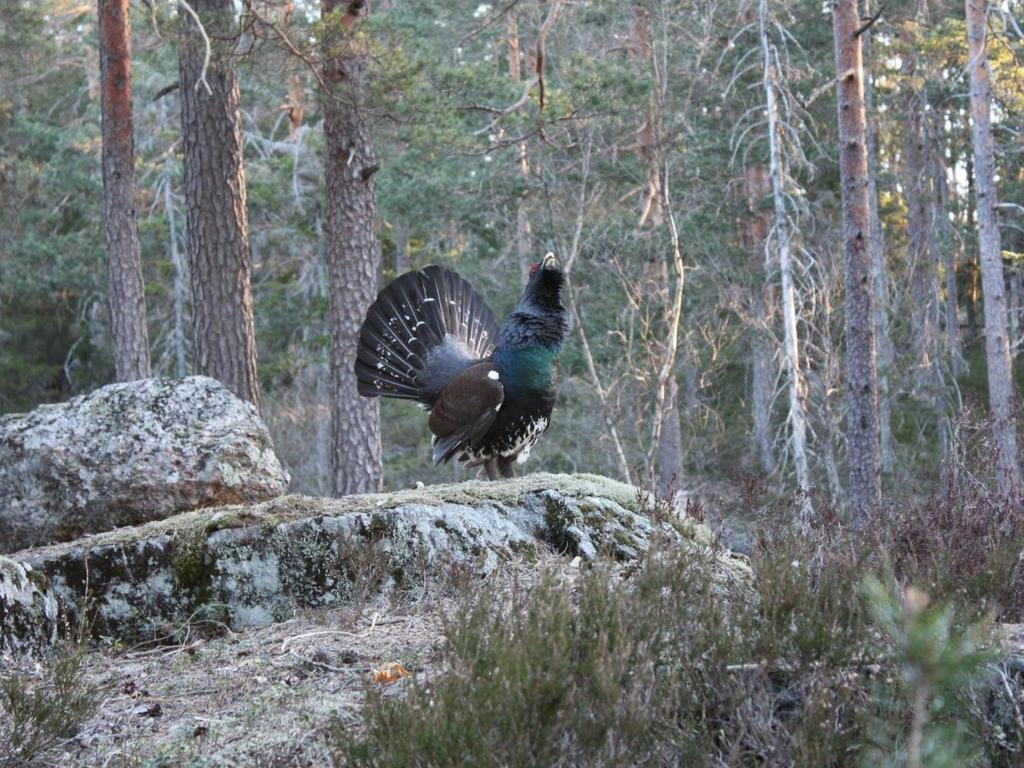 Småviltet forekommer i perioder etter naturens