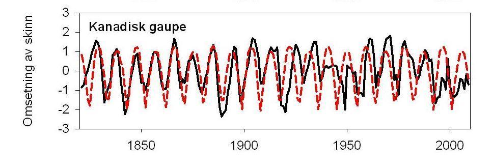 Snøskohare og kanadisk gaupe Gjennomsnittlig syklusperiode 9,3 år I samsvar