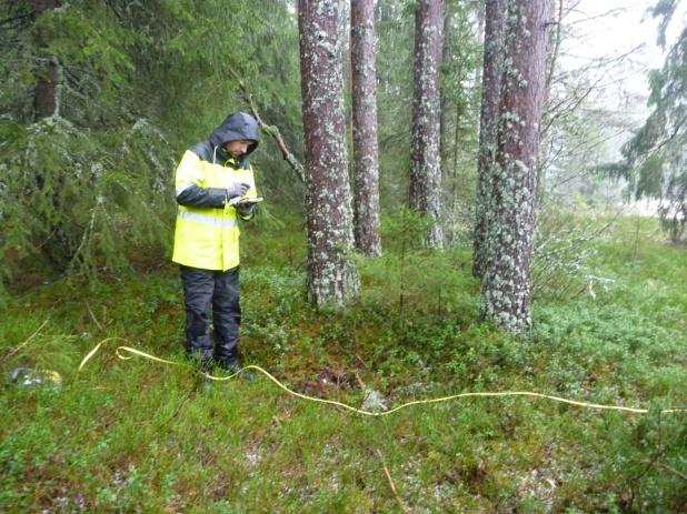 Store furu vokser i de tydelige vollene og lyng og mose i grunnen.