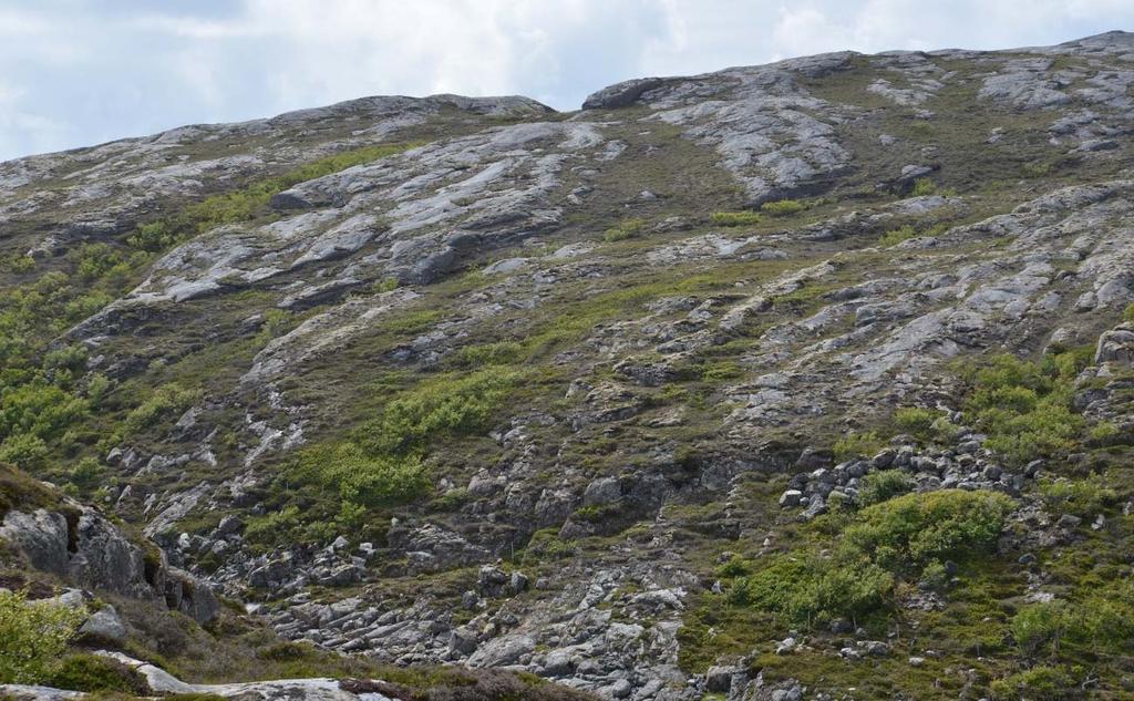 Figur 12. Bergsnova: Område med spredt gjengroing i kystlyngheia, hovedsakelig av bjørk. Foto: Per Vesterbukt/NIBIO, 23.6.2015. Figur 13.