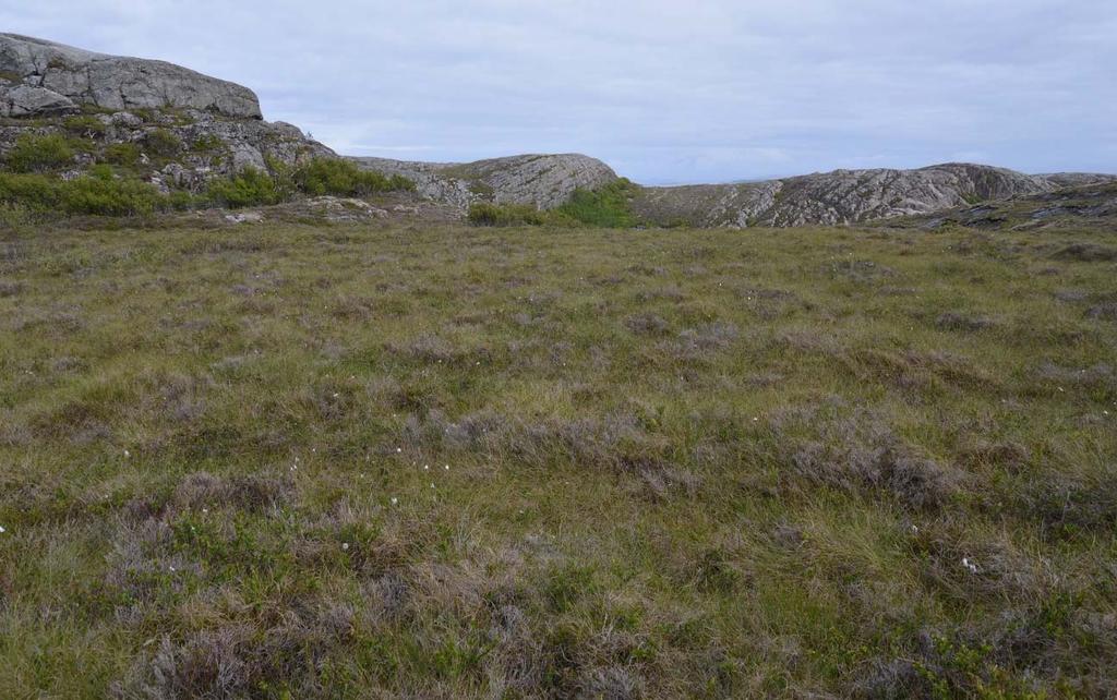 Slike områder er gjerne markert som myr på ulike kart, men kartleggingen viste at torvmose er fraværende eller med sparsom utbredelse,