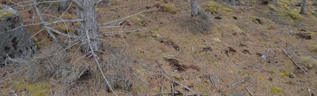 5 m. høy. Foto: Per Vesterbukt/NIBIO, 24.6.2015.