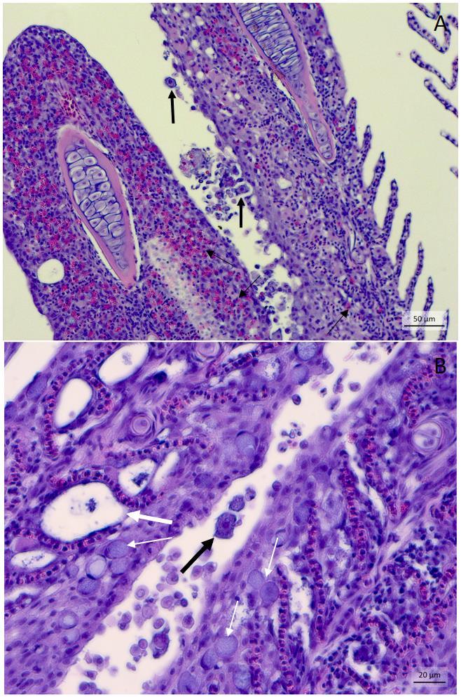 Histologi: AGDlignende