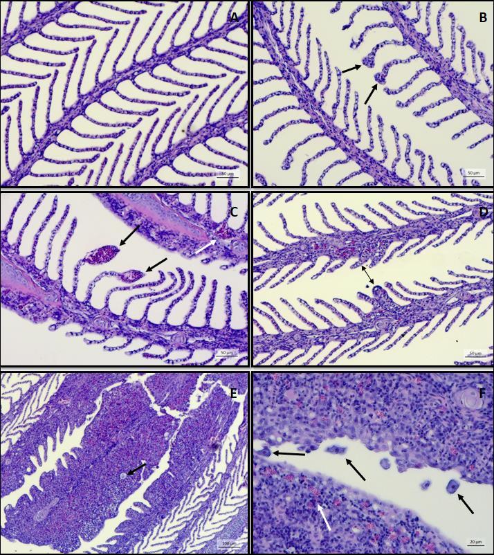 Histologisk score Prosentandel filamenter med en eller flere gitte lesjoner Clubbing Blødninger, trombose og